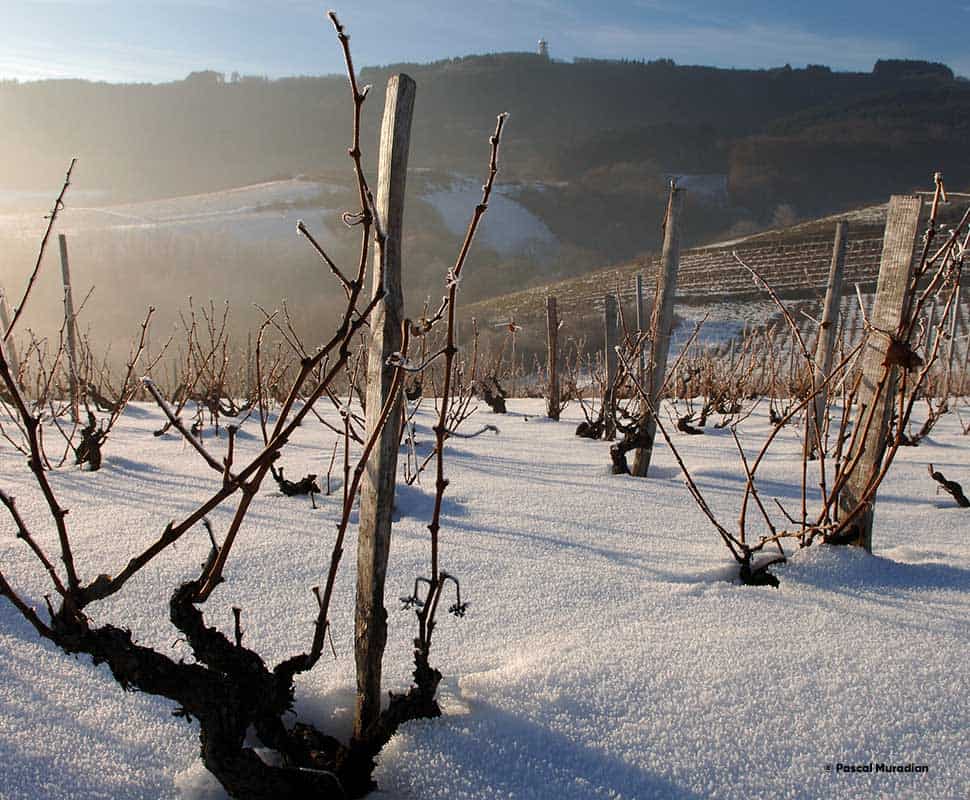 Les vignes Dubœuf sous la neige