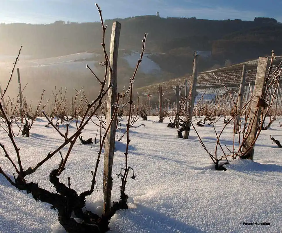 Les vignes Dubœuf sous la neige