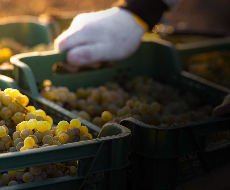 The harvest of Georges Dubœuf wines