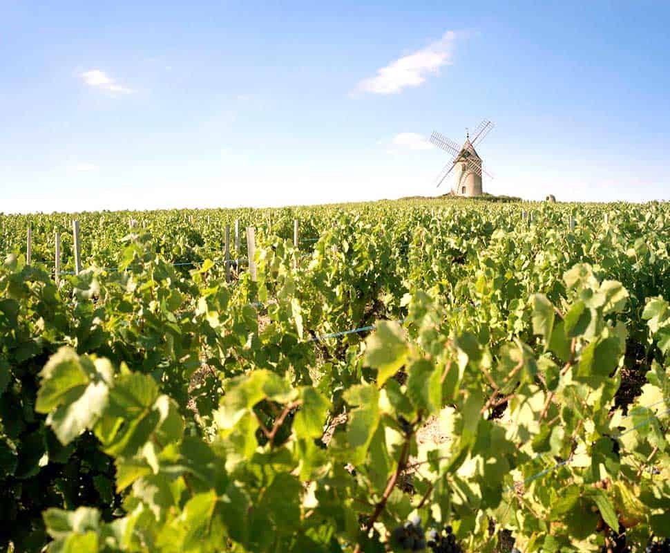 Vue sur le Moulin à Vent à Romanèche-Thorins