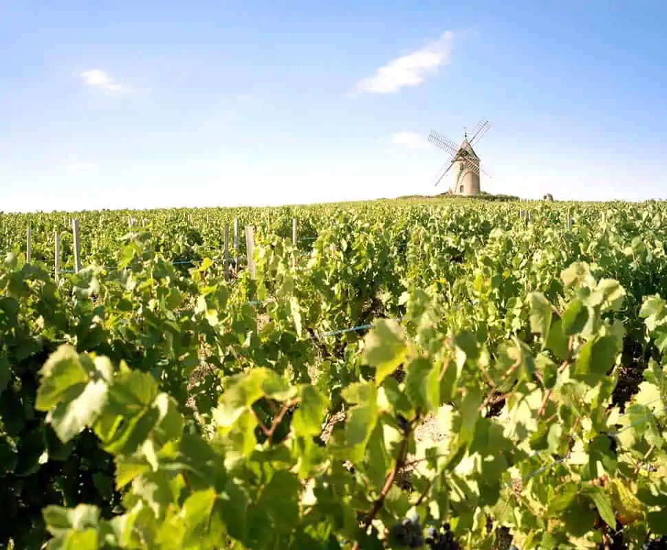 View of the Moulin à Vent in Romanèche-Thorins
