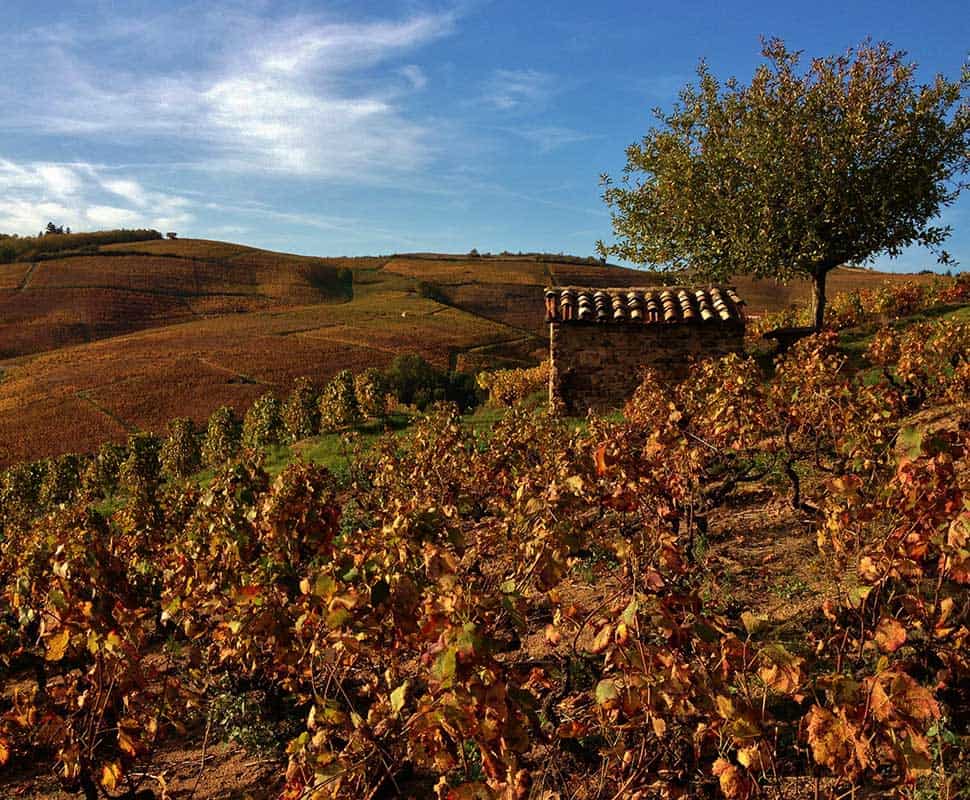 Vue sur le vignoble Mâconnais Dubœuf à l'automne